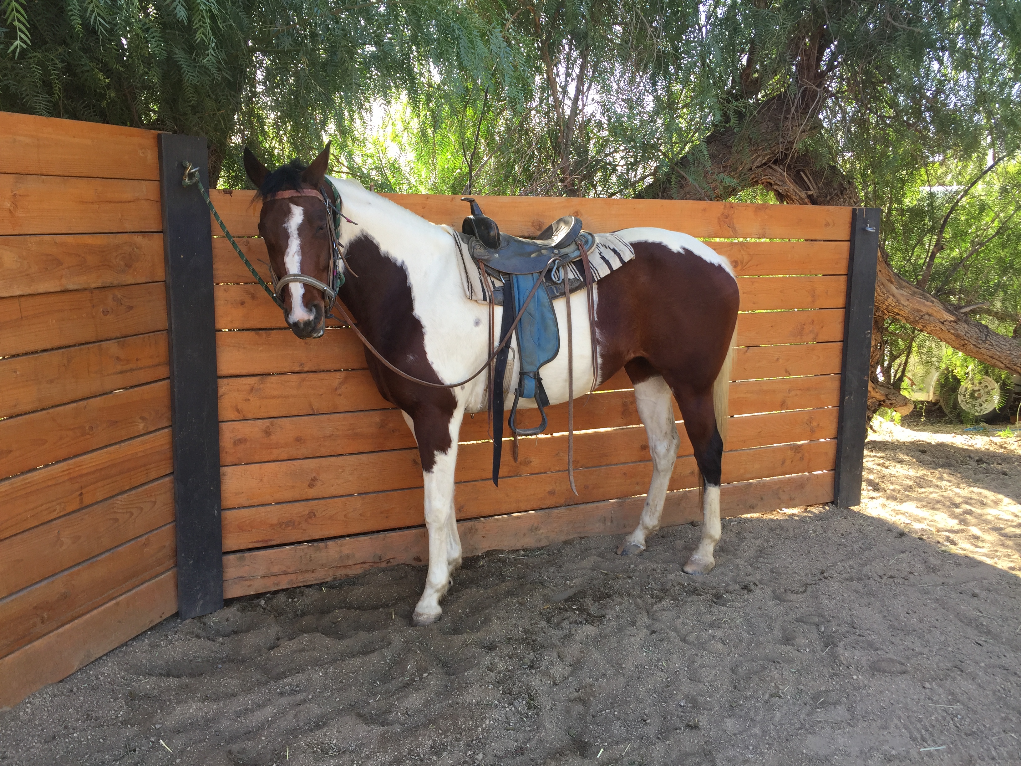 Horse for sale near me