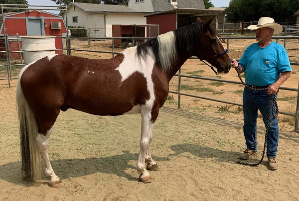 Craigslist Los Angeles Horses For Sale - DECRAIGS