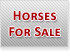 Horses for Sale