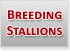 Breeding Stallions